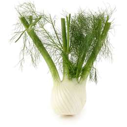 Fennel $/bulb