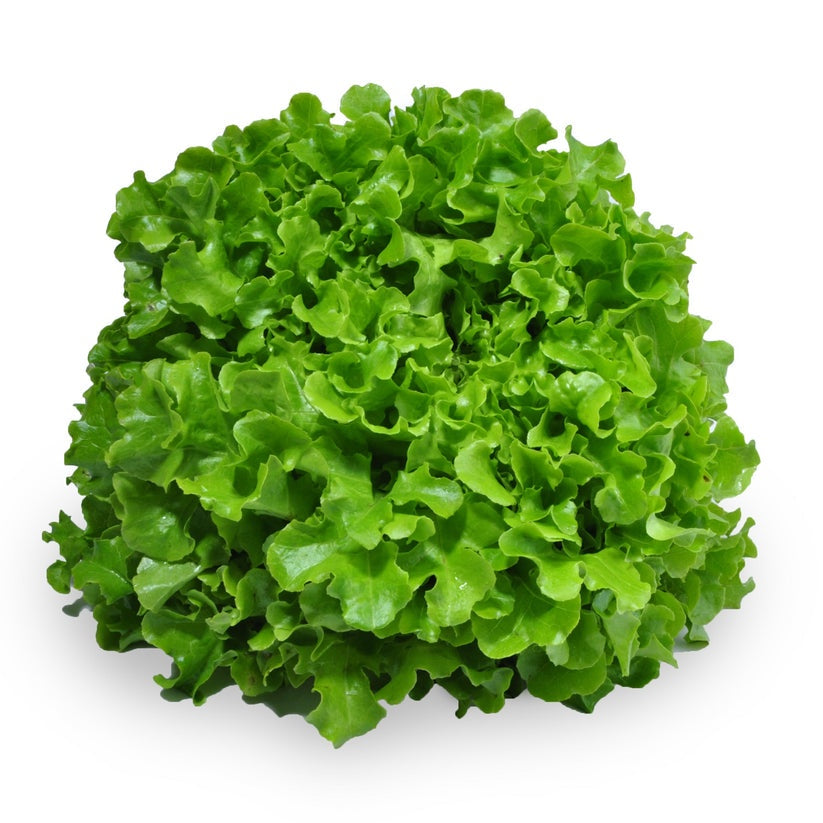 Lettuce - Oakleaf Green $/ea